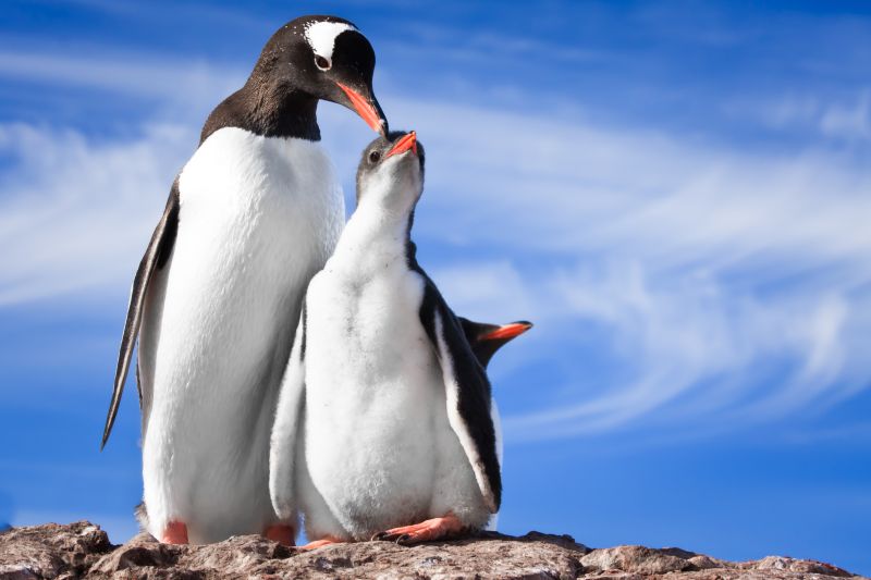 two penguins resting on the stony coast of Antarctica