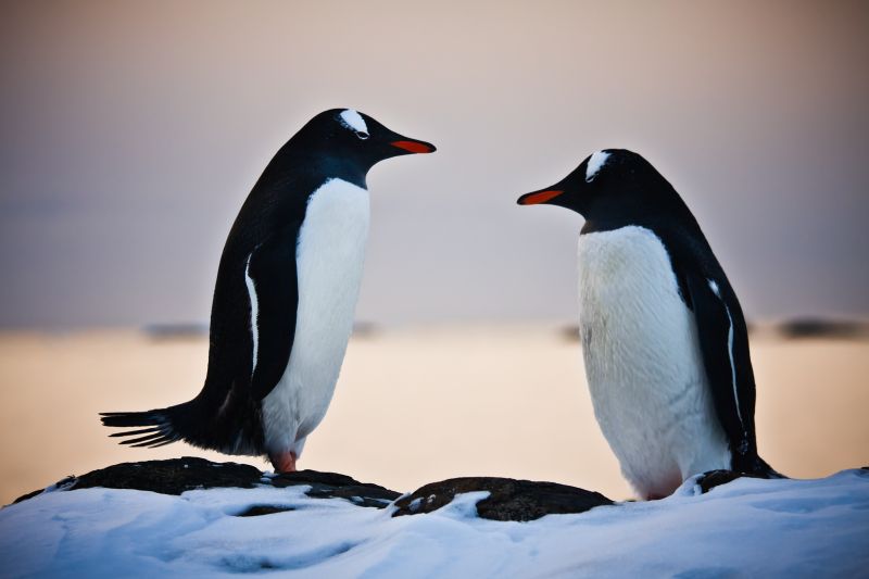 Two penguins are talking, standing on a mountain in Antarctica