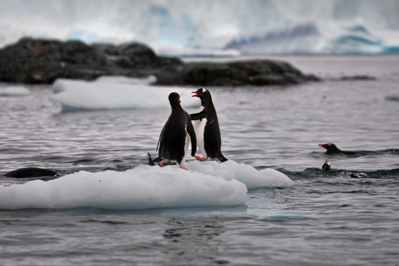 A view of Gentoo penguins standing on a piece of ice on a water day in Antarctica