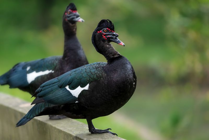 Wild Muscovy Duck (Cairina moschata)
