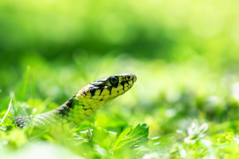 Young grass snake Natrix in backyard lawn. Wild animal photography. Macro shot